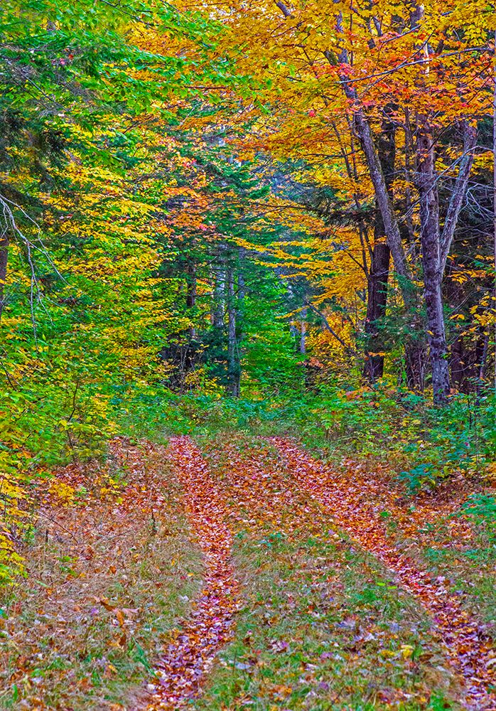 USA-New Hampshire-New England tracks into hardwood forest Autumn art print by Sylvia Gulin for $57.95 CAD