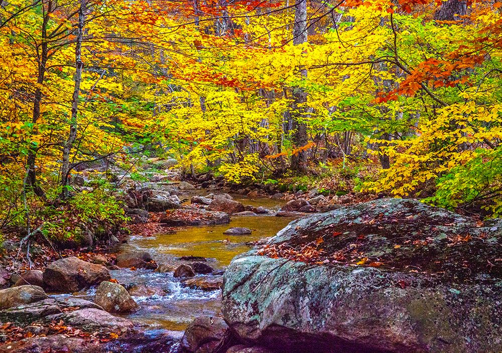 USA-New Hampshire-New England-Jackson small stream surrounded in Fall color art print by Sylvia Gulin for $57.95 CAD