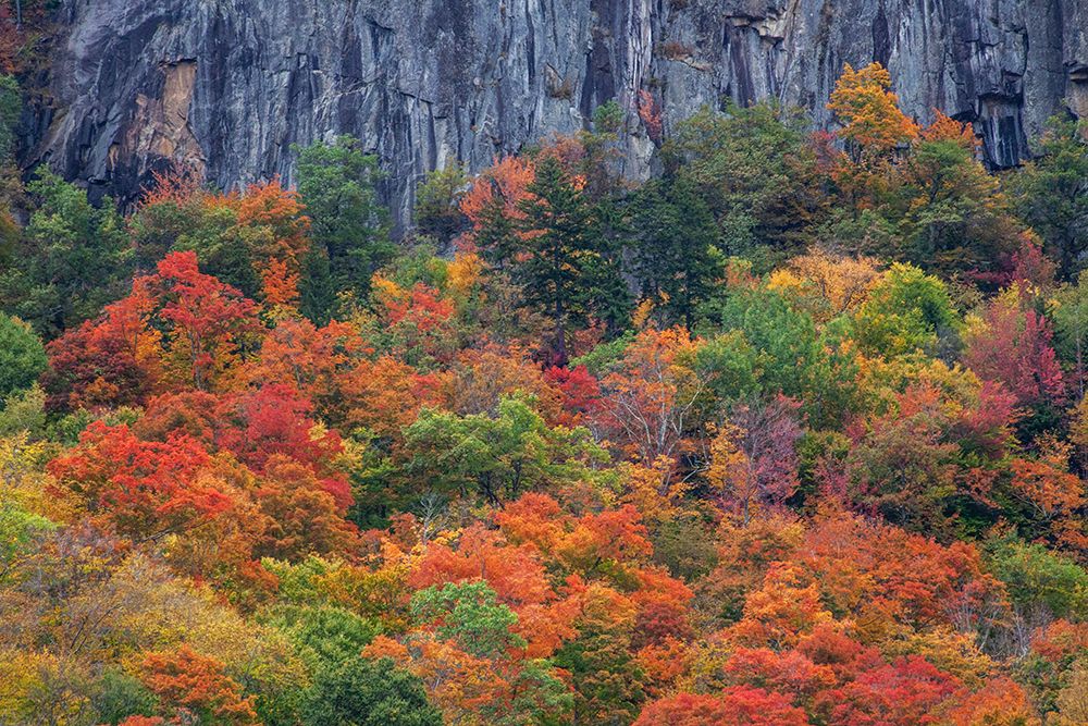USA-New Hampshire-New England Crawford Notch Sate Park along highway 302 in Fall color art print by Sylvia Gulin for $57.95 CAD