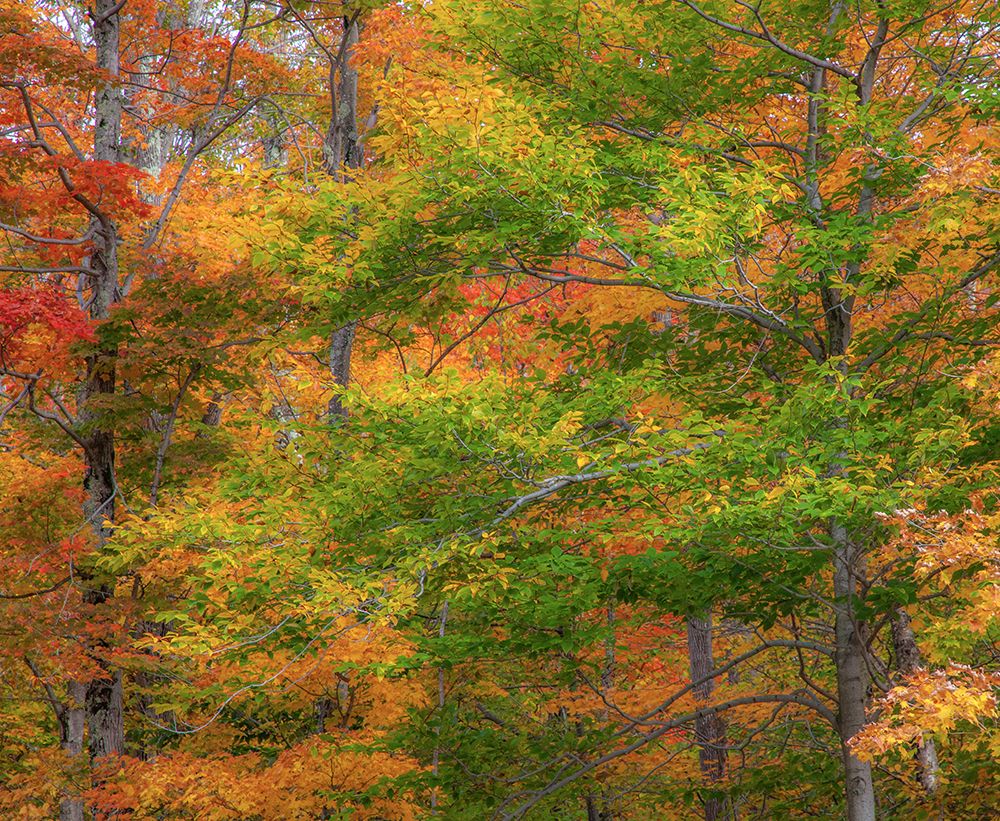 USA-New Hampshire-Franconia hardwood forest of maple trees in Autumn art print by Sylvia Gulin for $57.95 CAD