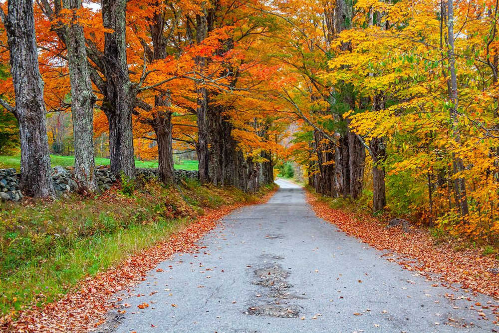 USA-New Hampshire-One lane road lined with Maple trees and stone fence in Autumn art print by Sylvia Gulin for $57.95 CAD