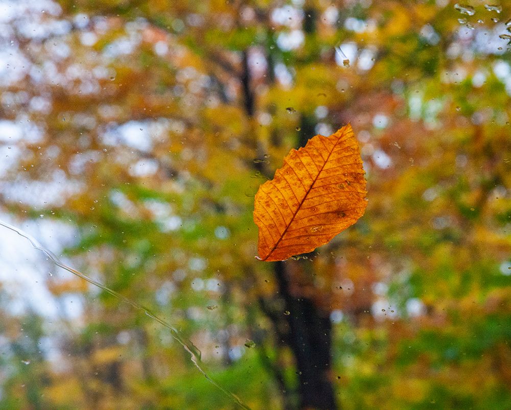 USA-New Hampshire fallen Beech leaf on wet windshield Autumn art print by Sylvia Gulin for $57.95 CAD