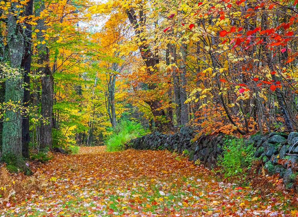 USA-New Hampshire leaf covered lane Autumn colors and stone fence art print by Sylvia Gulin for $57.95 CAD