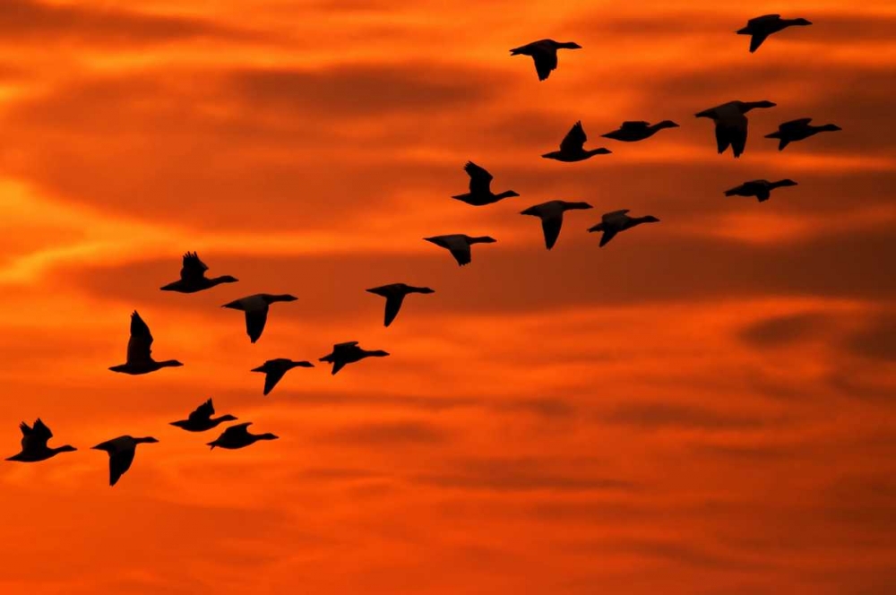 NJ, Cape May Flying birds silhouetted at sunrise art print by Jay OBrien for $57.95 CAD