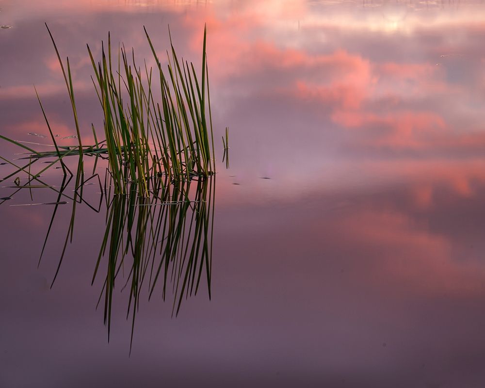 New Jersey-Pine Barrens Sunset on lake reeds  art print by Jaynes Gallery for $57.95 CAD