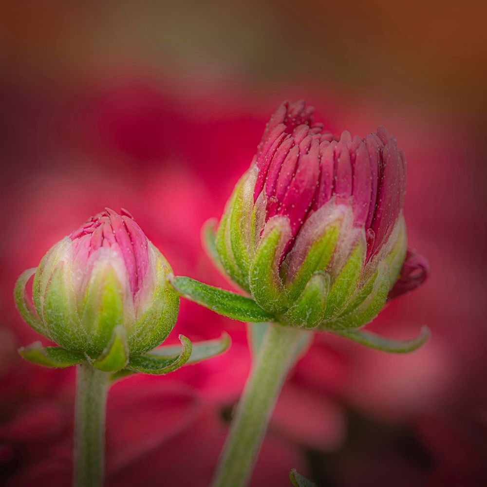 New Jersey-Rio Grande Close-up of carnation flower buds in garden art print by Jaynes Gallery for $57.95 CAD