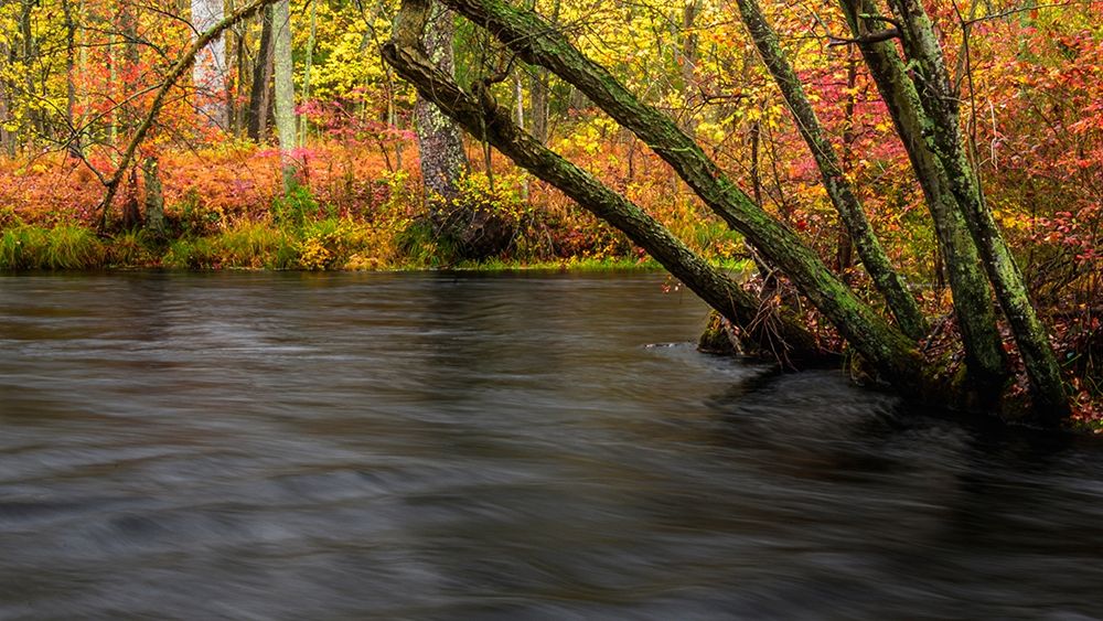 New Jersey-Wharton State Forest River and forest in autumn  art print by Jaynes Gallery for $57.95 CAD