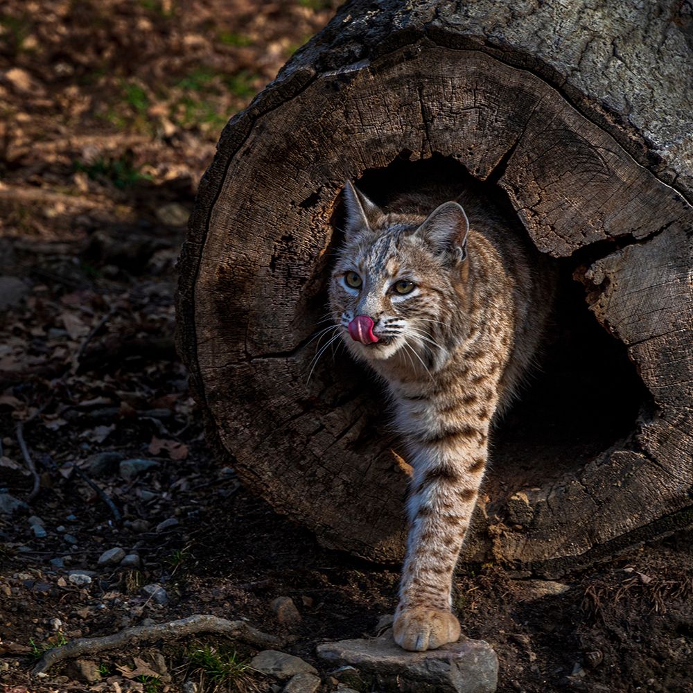 USA-New Jersey-Lakota Wolf Preserve. Bobcat emerges from hollow log. art print by Jaynes Gallery for $57.95 CAD