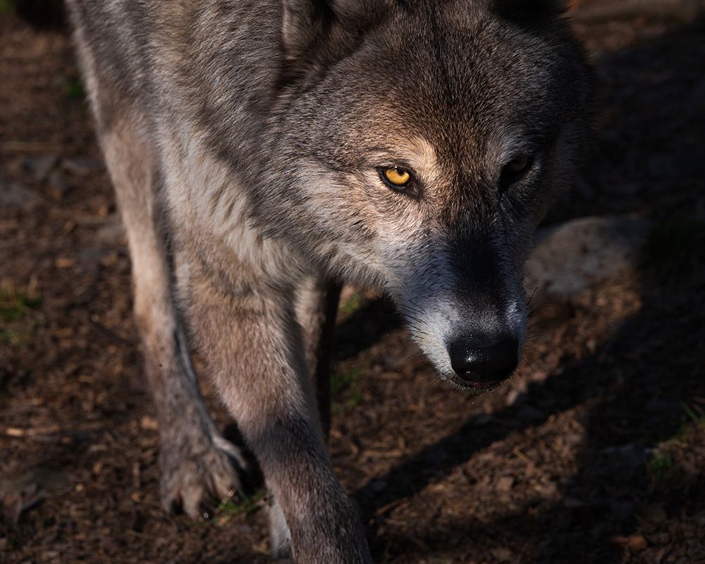 USA-New Jersey-Lakota Wolf Preserve. Close-up of wolf. art print by Jaynes Gallery for $57.95 CAD