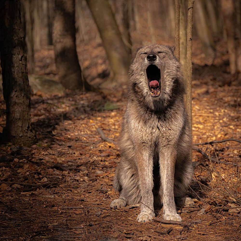 USA-New Jersey-Lakota Wolf Preserve. Close-up of yawning wolf. art print by Jaynes Gallery for $57.95 CAD