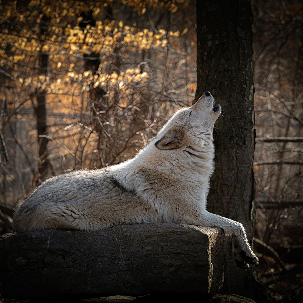 USA-New Jersey-Lakota Wolf Preserve. Close-up of howling wolf. art print by Jaynes Gallery for $57.95 CAD