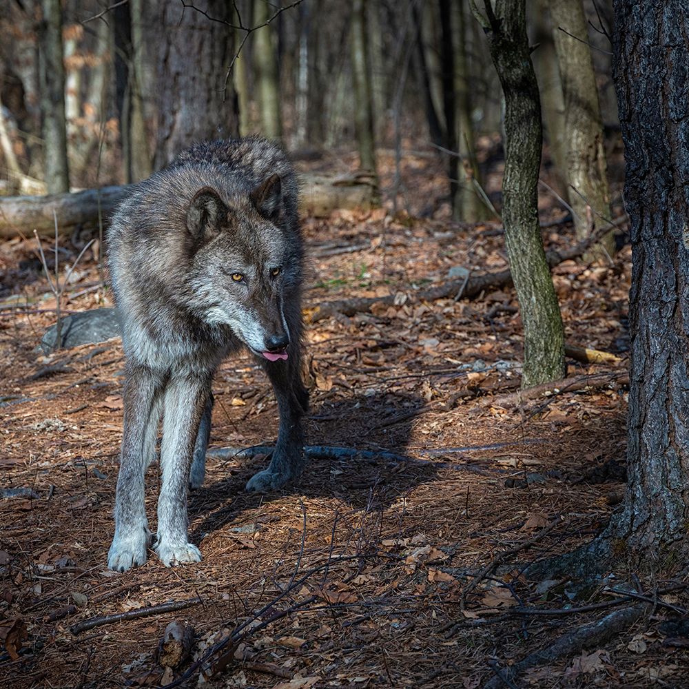USA-New Jersey-Lakota Wolf Preserve. Close-up of wolf. art print by Jaynes Gallery for $57.95 CAD