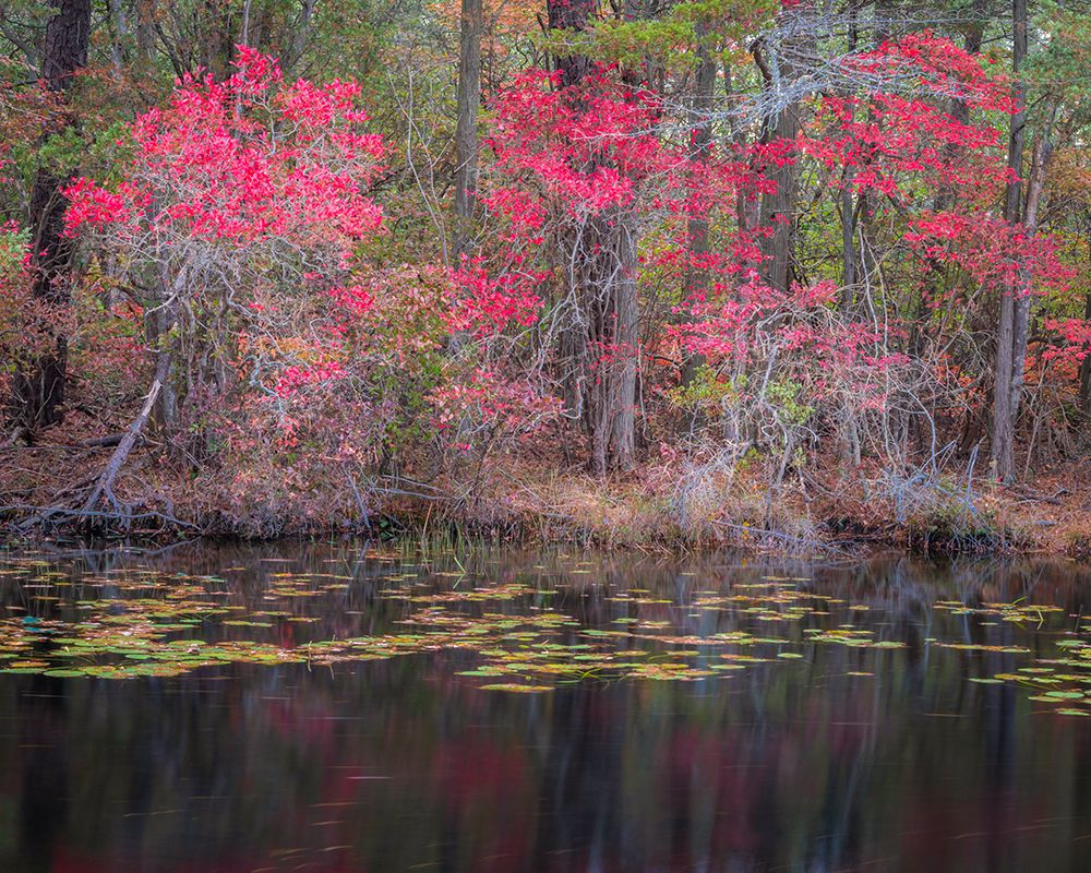 USA-New Jersey-Pine Barrens National Preserve art print by Jaynes Gallery for $57.95 CAD