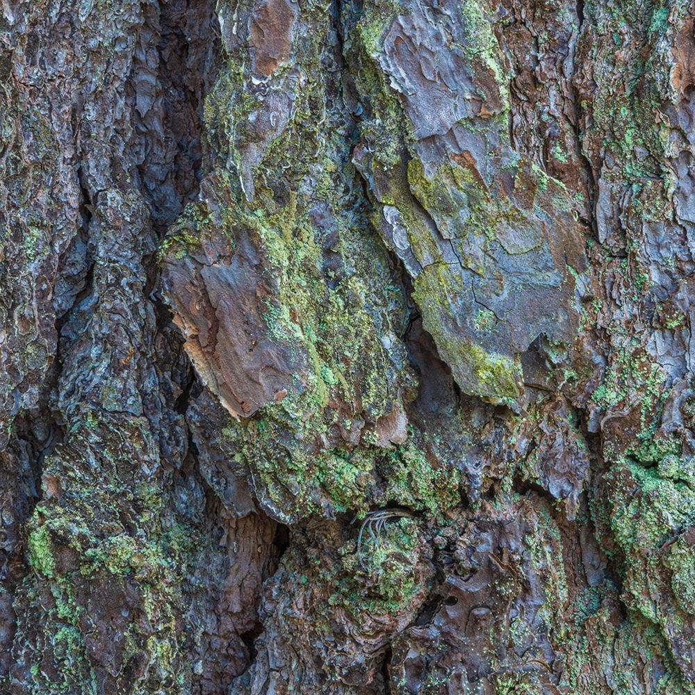 USA, New Jersey, Pine Barrens National Preserve. Close-up of tree bark. art print by Jaynes Gallery for $57.95 CAD