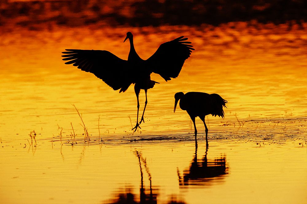 Sandhill cranes silhouetted at sunset Bosque del Apache National Wildlife Refuge-New Mexico art print by Adam Jones for $57.95 CAD
