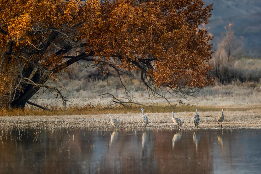 Sandhill cranes and reflection Bosque del Apache National Wildlife Refuge-New Mexico art print by Adam Jones for $57.95 CAD
