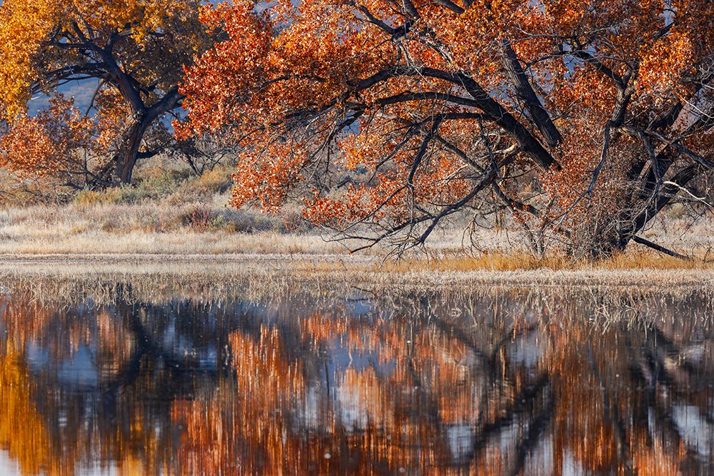 Cottonwood tree reflecting on pond-Bosque del Apache National Wildlife Refuge-New Mexico art print by Adam Jones for $57.95 CAD