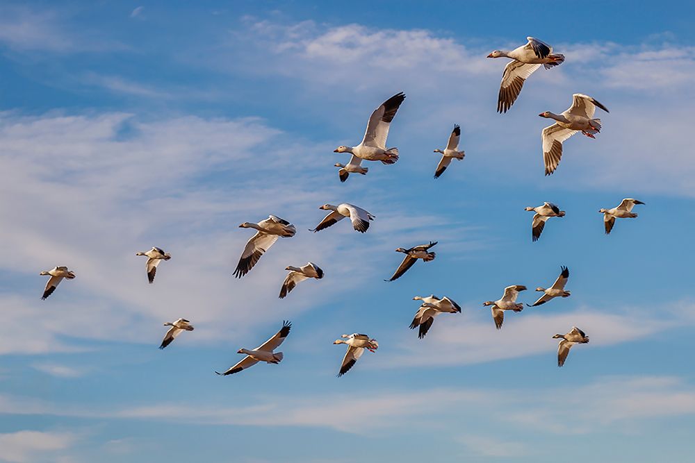 Snow geese flying Bosque del Apache National Wildlife Refuge-New Mexico art print by Adam Jones for $57.95 CAD