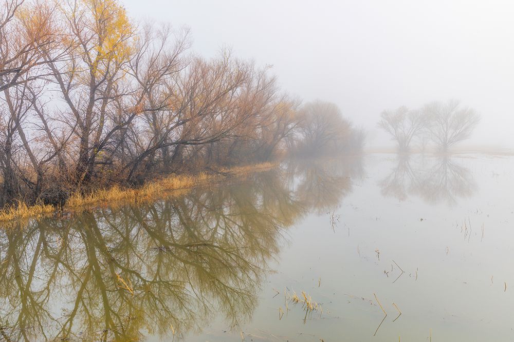 Trees on foggy morning-Bosque del Apache National Wildlife Refuge-New Mexico art print by Adam Jones for $57.95 CAD