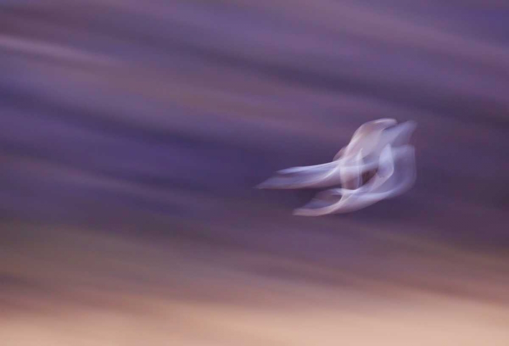 New Mexico, Abstract of two snow geese in flight art print by Ellen Anon for $57.95 CAD