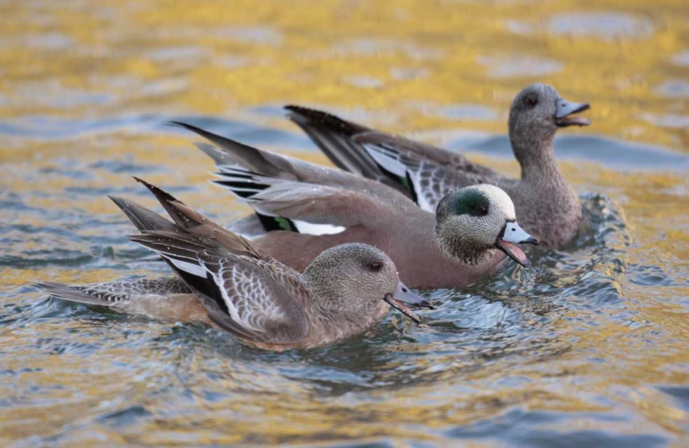 New Mexico American wigeons courting art print by Arthur Morris for $57.95 CAD