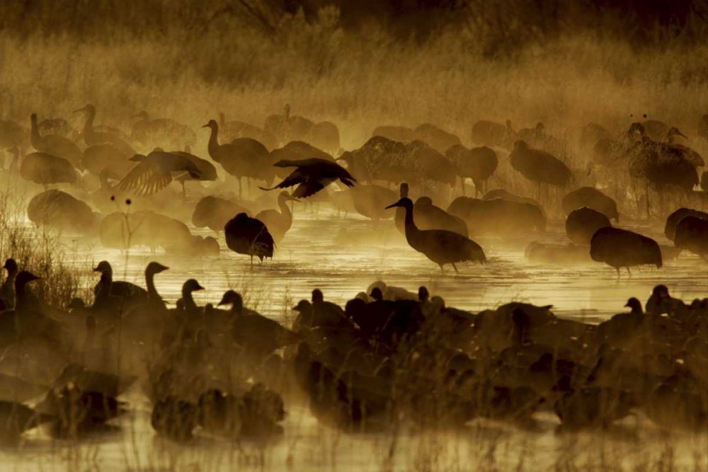 New Mexico Flock of birds in pond and ground fog art print by Arthur Morris for $57.95 CAD