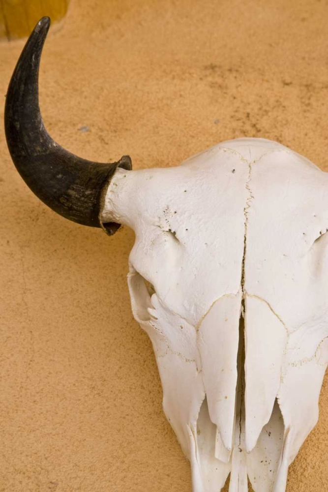 New Mexico, Santa Fe Animal skull on wall art print by Nancy Steve Ross for $57.95 CAD