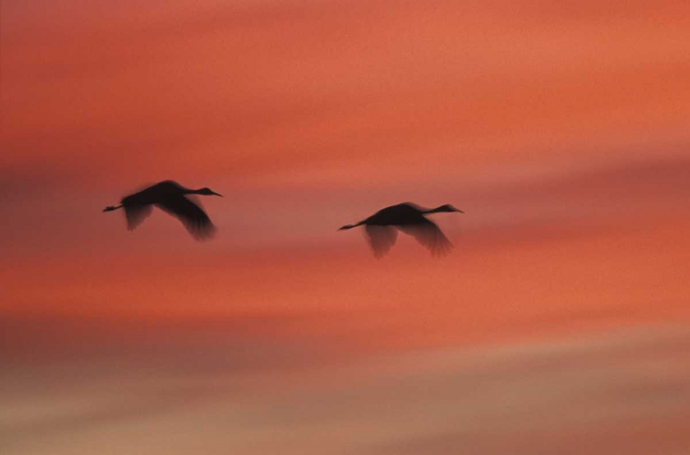 New MexicoAbstract of two sandhill cranes art print by Josh Anon for $57.95 CAD