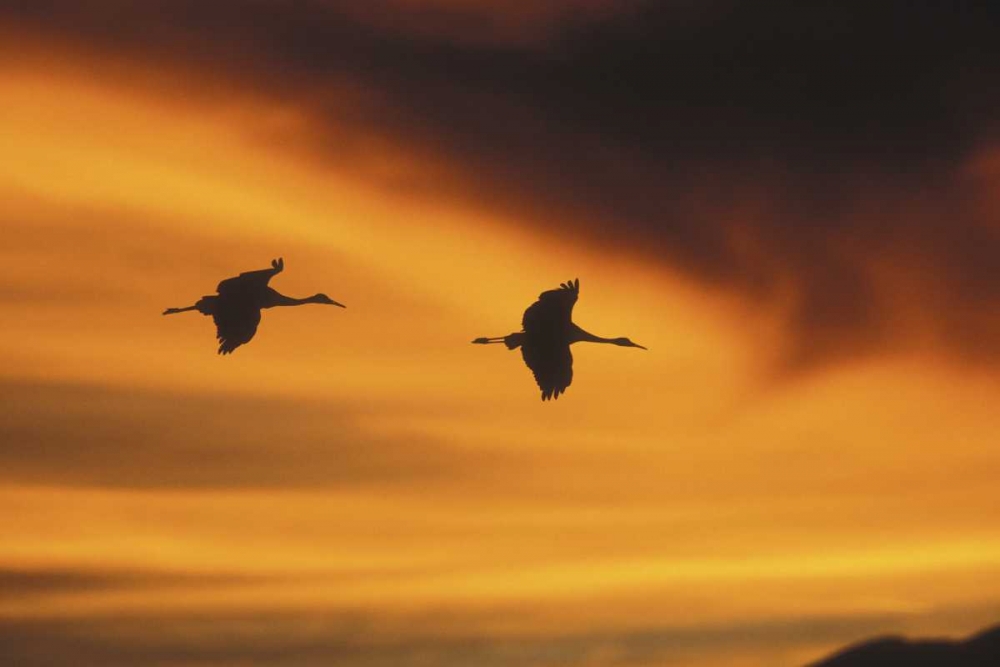 New MexicoTwo sandhill cranes flying at sunset art print by Josh Anon for $57.95 CAD