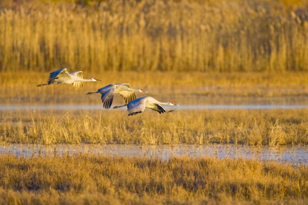 New Mexico Greater sandhill cranes landing art print by Fred Lord for $57.95 CAD