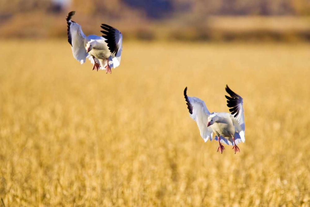 New Mexico Two snow geese landing in corn field art print by Fred Lord for $57.95 CAD