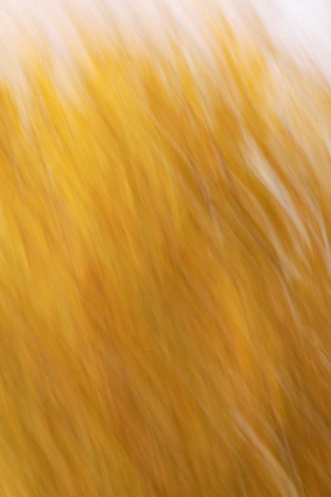 New Mexico Abstract of blurred cottonwood trees art print by Arthur Morris for $57.95 CAD