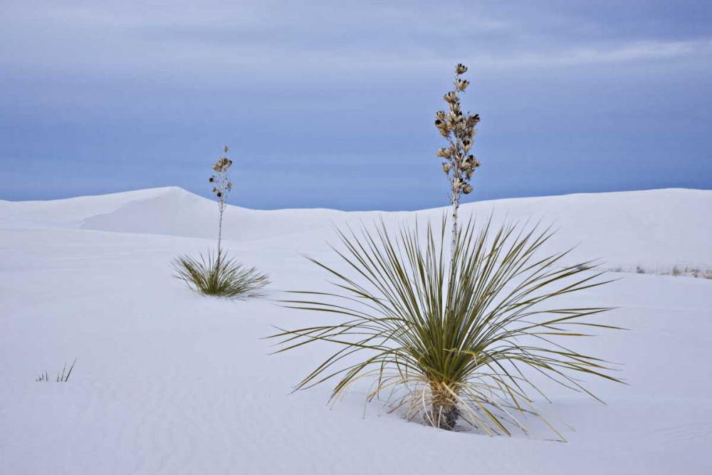 New Mexico, White Sands NM Yucca on sand dunes art print by Don Grall for $57.95 CAD