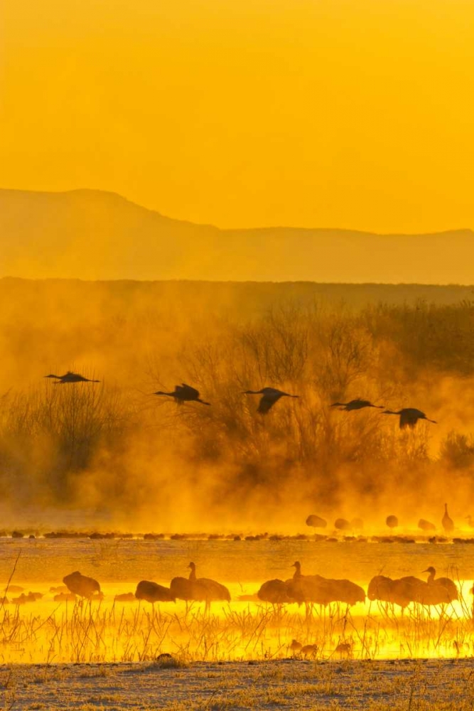 New Mexico, Bosque Del Apache Sandhill cranes art print by Cathy and Gordon Illg for $57.95 CAD