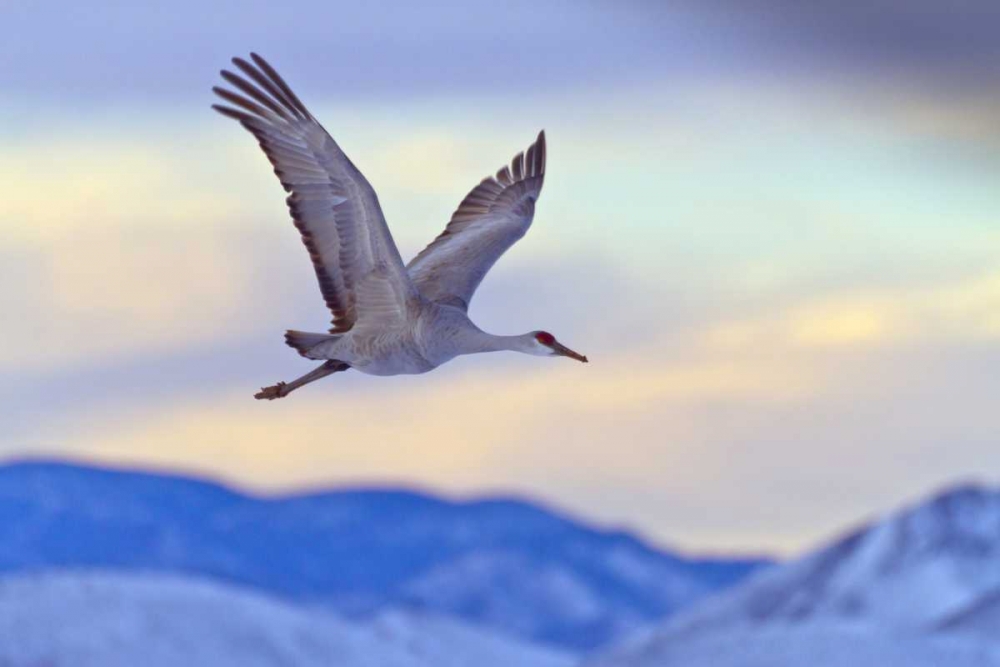 New Mexico Sandhill crane flying at sunset art print by Cathy and Gordon Illg for $57.95 CAD