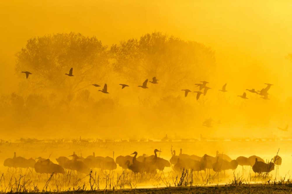 New Mexico Sandhill cranes and snow geese in fog art print by Cathy and Gordon Illg for $57.95 CAD