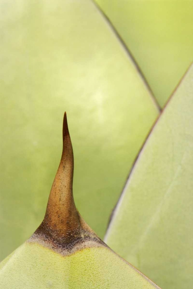 USA, Southwest Close-up of thorn on agave plant art print by Dennis Flaherty for $57.95 CAD