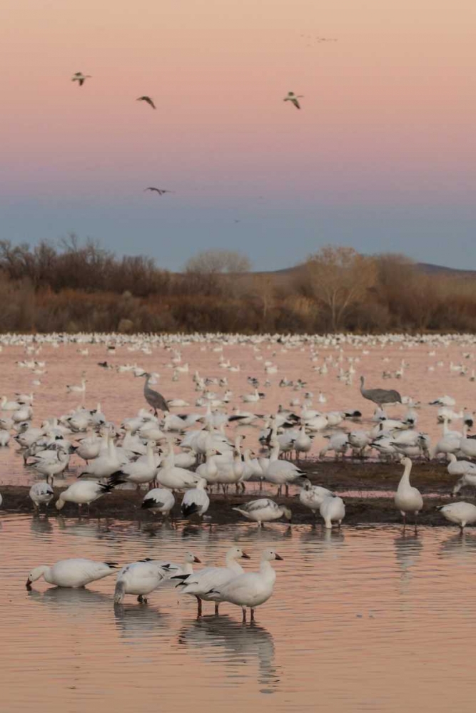 New Mexico snow geese twilight wedge art print by Cathy and Gordon Illg for $57.95 CAD