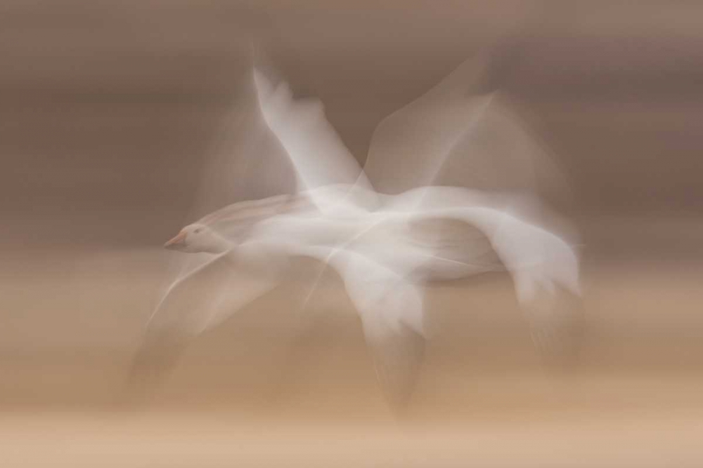 New Mexico snow goose in flight blur art print by Cathy and Gordon Illg for $57.95 CAD