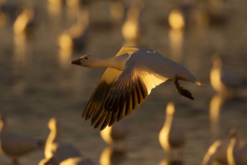 New Mexico Snow goose in flight art print by Cathy and Gordon Illg for $57.95 CAD