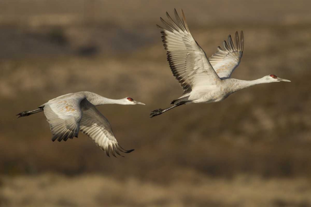 New Mexico Sandhill cranes in flight art print by Cathy and Gordon Illg for $57.95 CAD