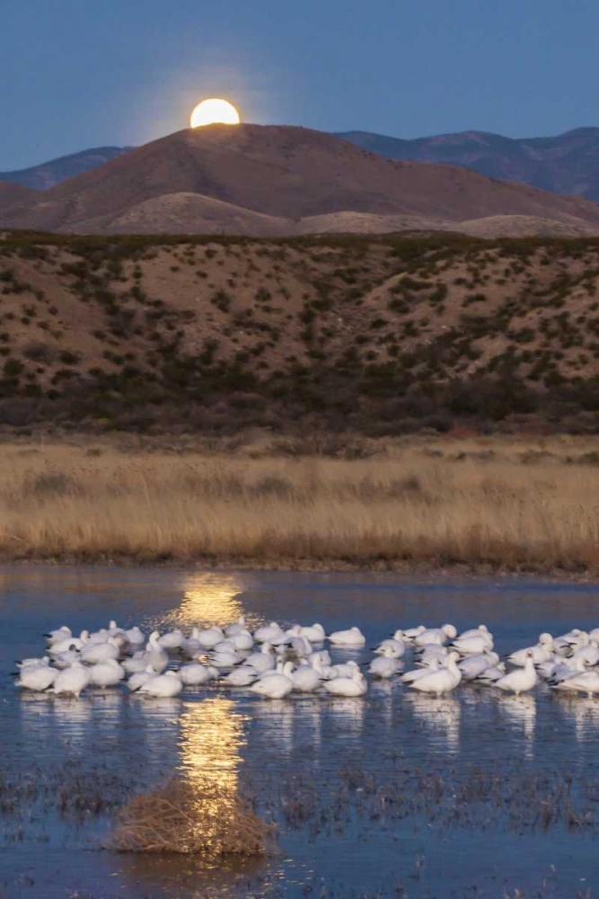 New Mexico Moonset over snow geese art print by Cathy and Gordon Illg for $57.95 CAD