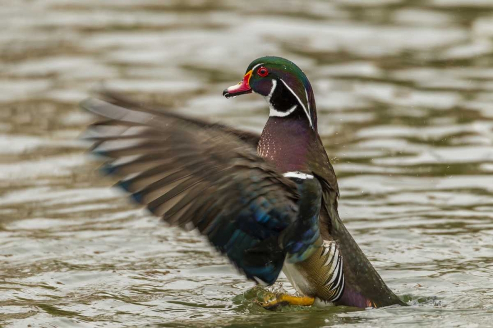 USA, New Mexico Wood duck taking off in water art print by Cathy and Gordon Illg for $57.95 CAD