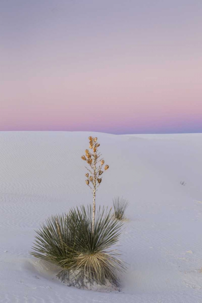 New Mexico, White Sands NM Yucca plant at sunset art print by Cathy and Gordon Illg for $57.95 CAD