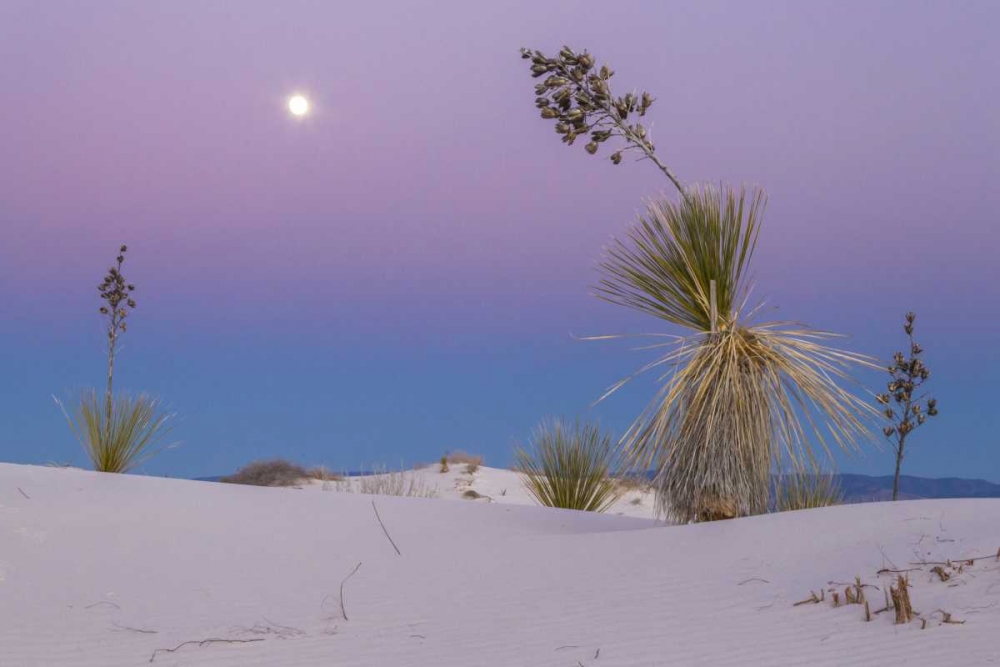 New Mexico, White Sands NM Moonrise over desert art print by Cathy and Gordon Illg for $57.95 CAD