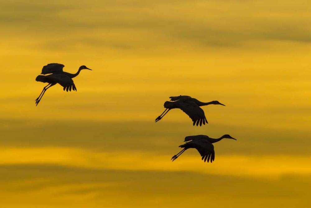 New Mexico Silhouette of Sandhill cranes flying art print by Cathy and Gordon Illg for $57.95 CAD