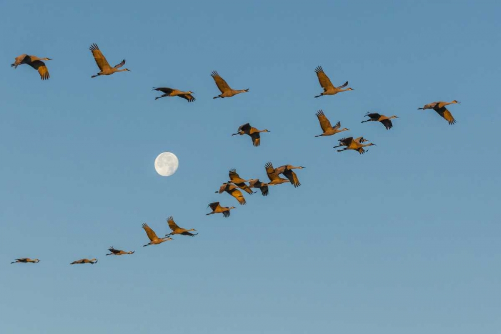New Mexico Sandhill cranes fly past full moon art print by Cathy and Gordon Illg for $57.95 CAD