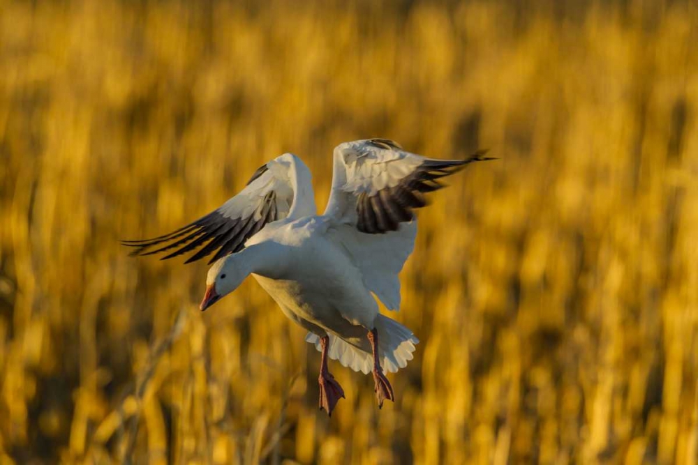 New Mexico, Bosque del Apache Snow goose landing art print by Cathy and Gordon Illg for $57.95 CAD