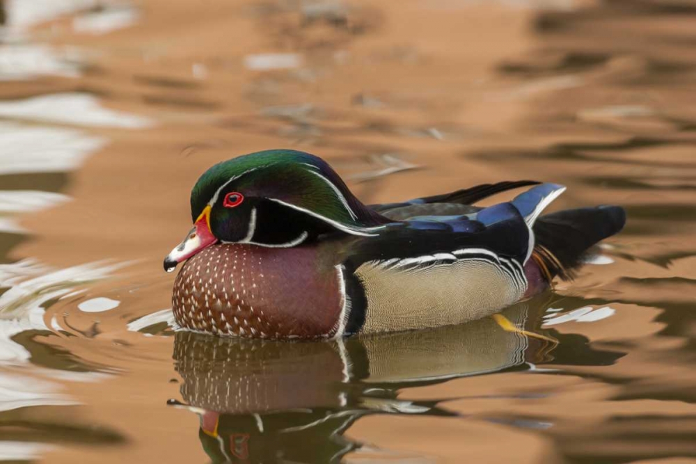 USA, New Mexico Wood duck swimming in water art print by Cathy and Gordon Illg for $57.95 CAD