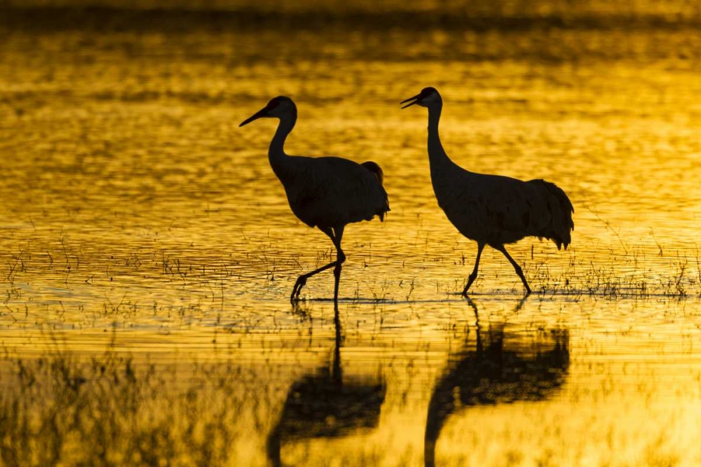 New Mexico Silhouette of Sandhill cranes art print by Cathy and Gordon Illg for $57.95 CAD